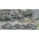 sterling-rope-ionr-94-80-fusion-green.webp